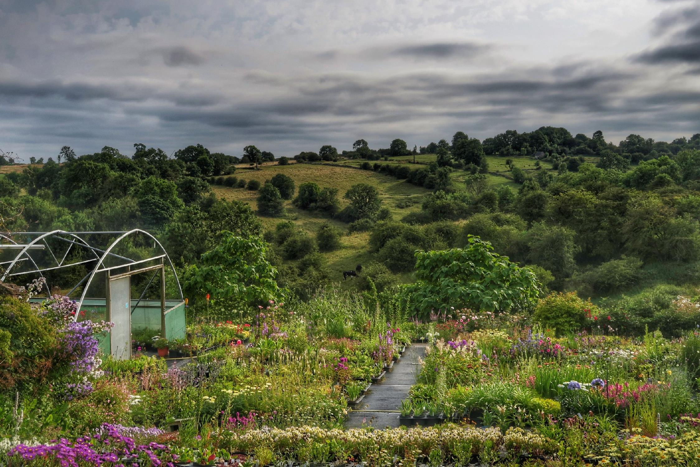 Bonsall in summer