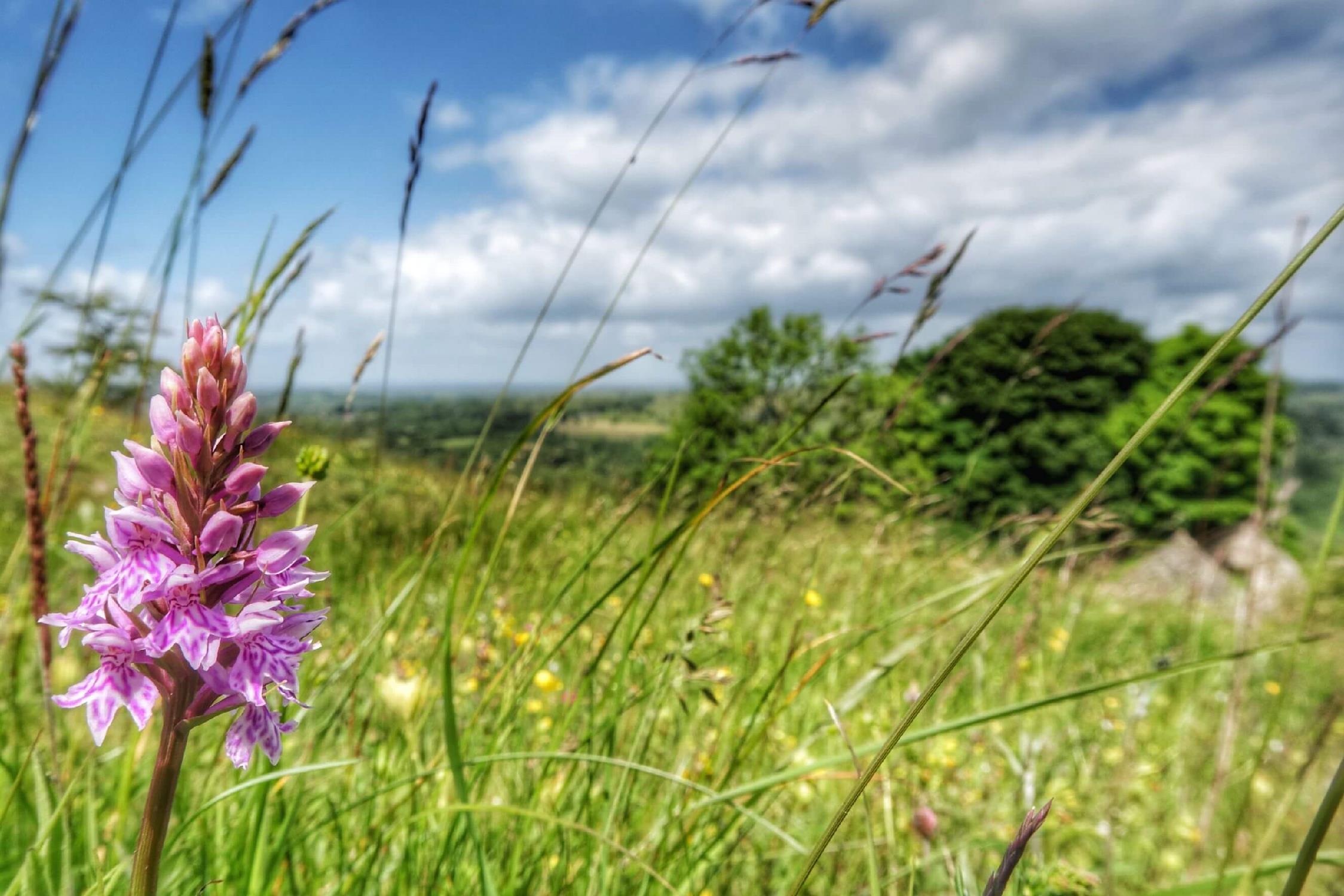 Orchids on Middleton Moor
